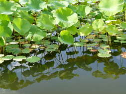 Image of sacred lotus