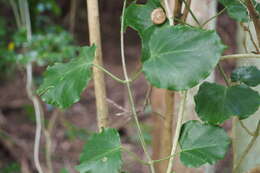 Image of Marsdenia tomentosa Morren & Decne.