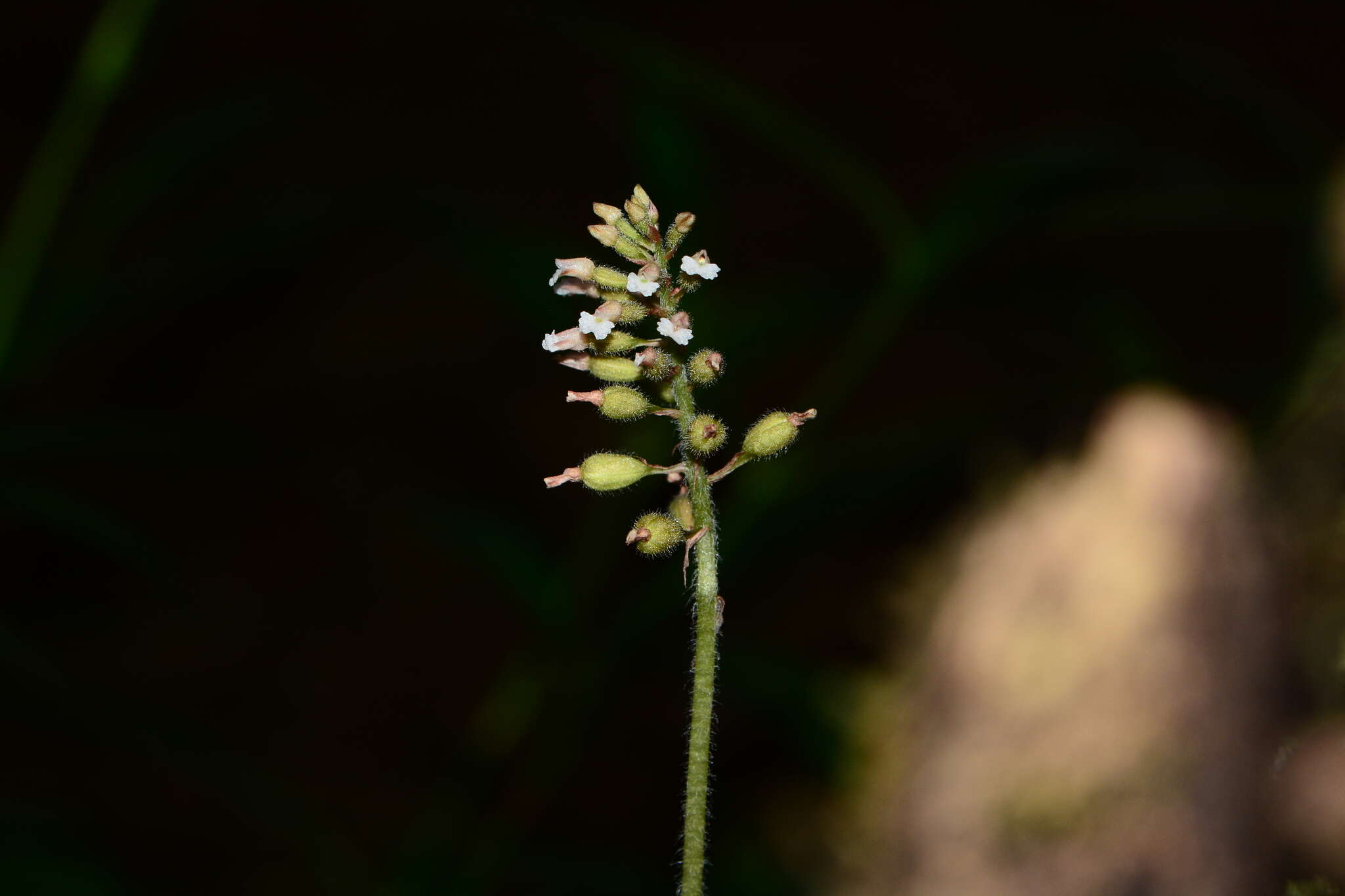 Image of Cheirostylis parvifolia Lindl.