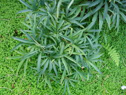 Image of Stinking Hellebore