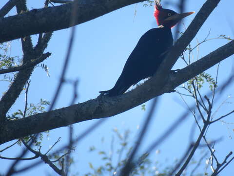 Image of Cream-backed Woodpecker