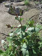 Image of Mojave ragwort