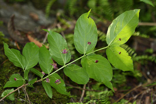 Image de Lonicera maximowiczii (Rupr.) Regel