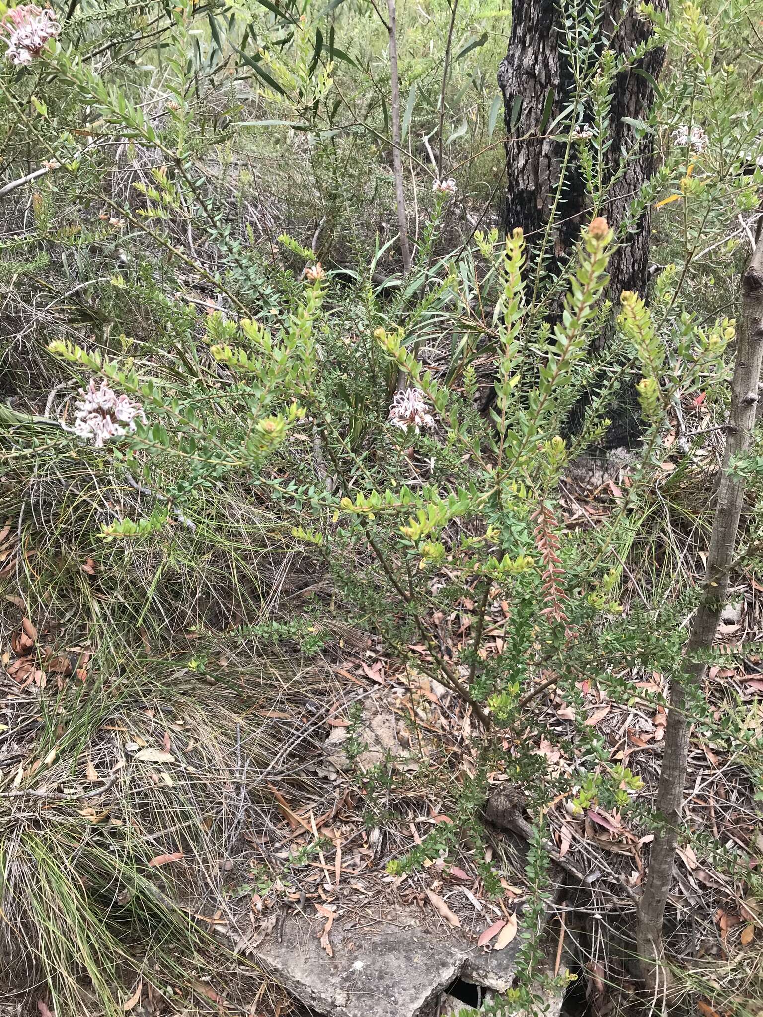 Image of Grevillea buxifolia (Sm.) R. Br.