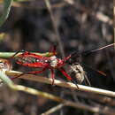 Image of Poecilosphodrus gratiosus (Stål 1859)