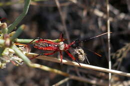 Image of Poecilosphodrus gratiosus (Stål 1859)