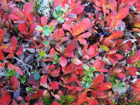 Image of Alpine bearberry