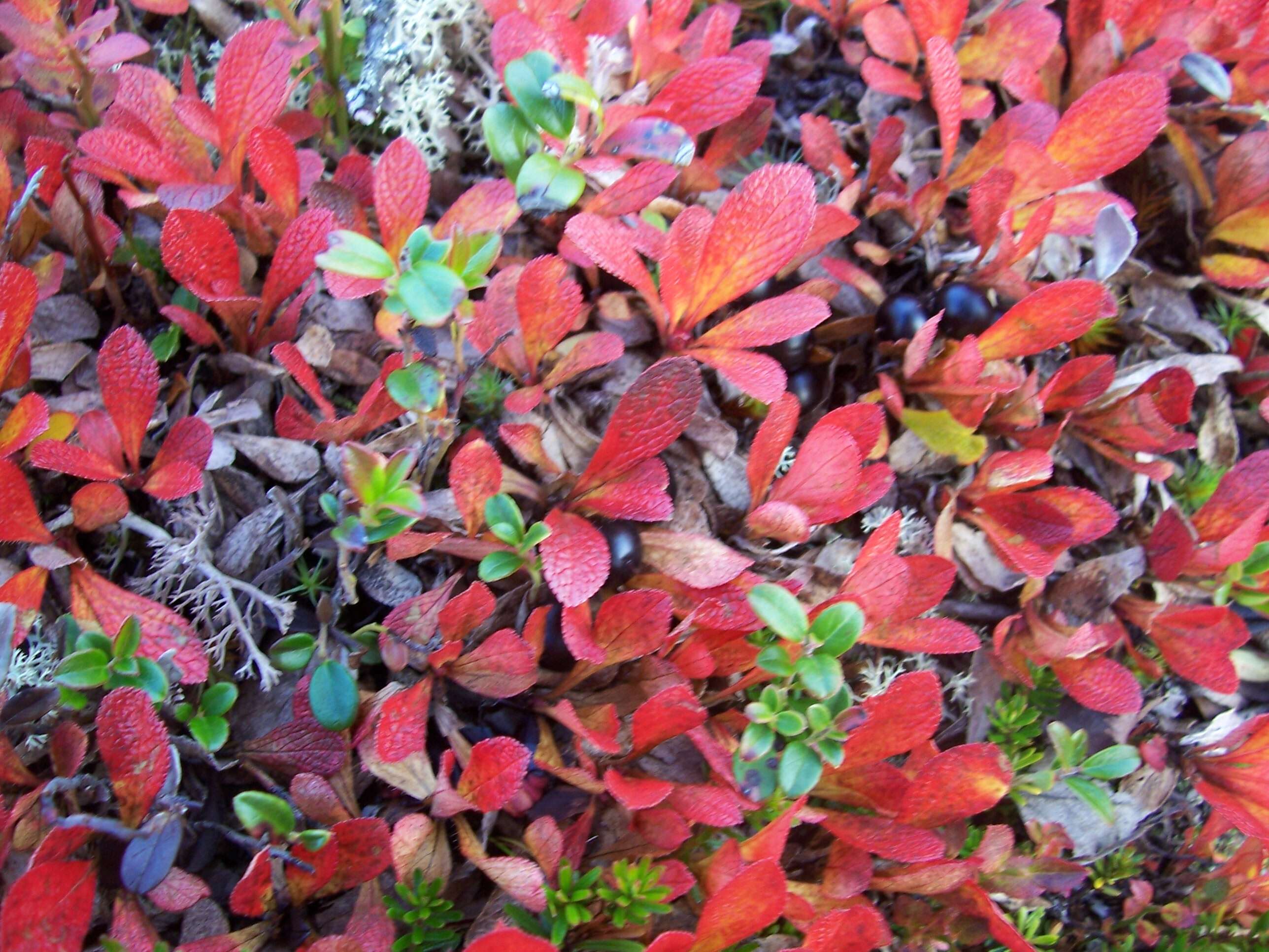 Image of Alpine bearberry