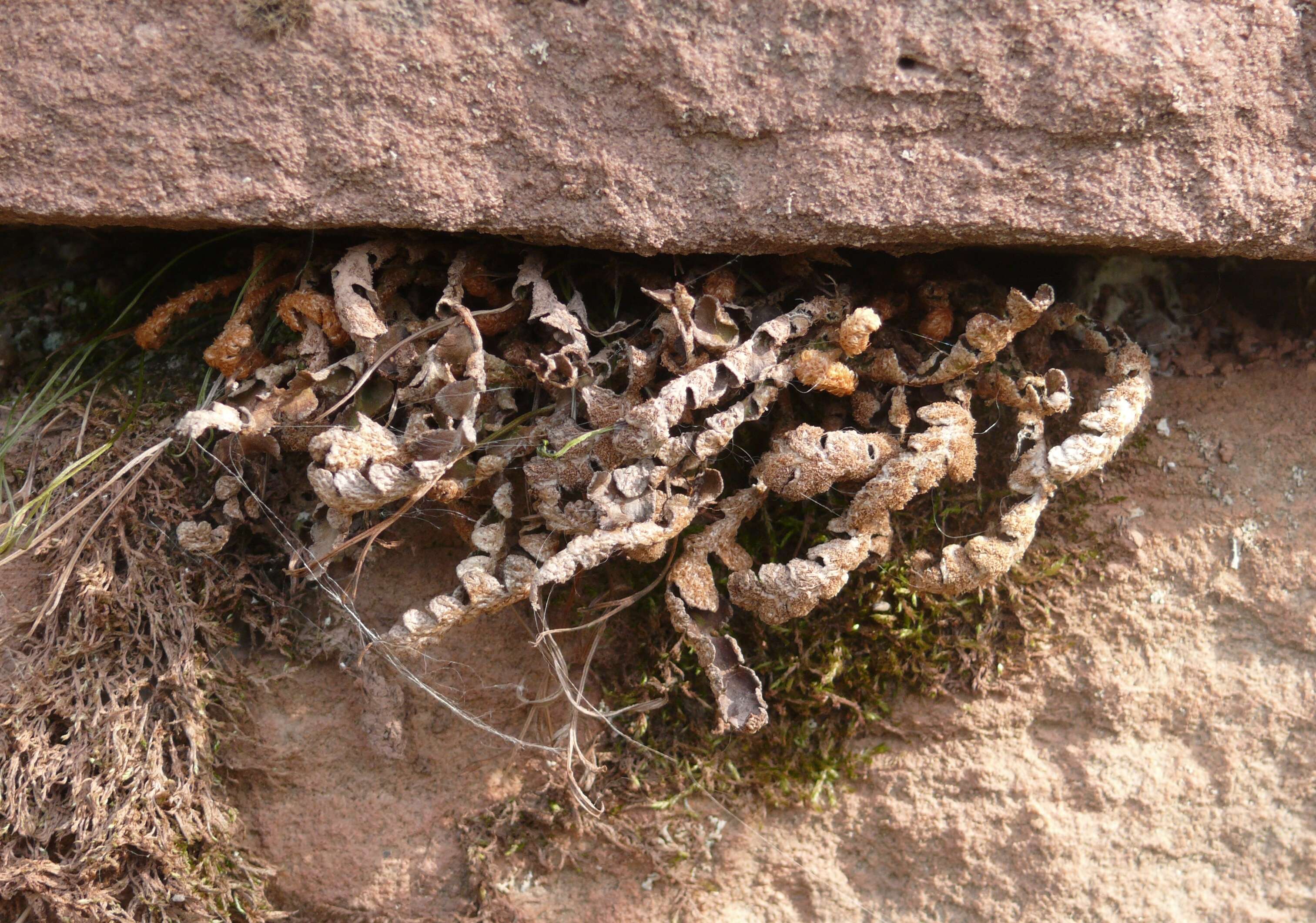 Plancia ëd Asplenium ceterach L.