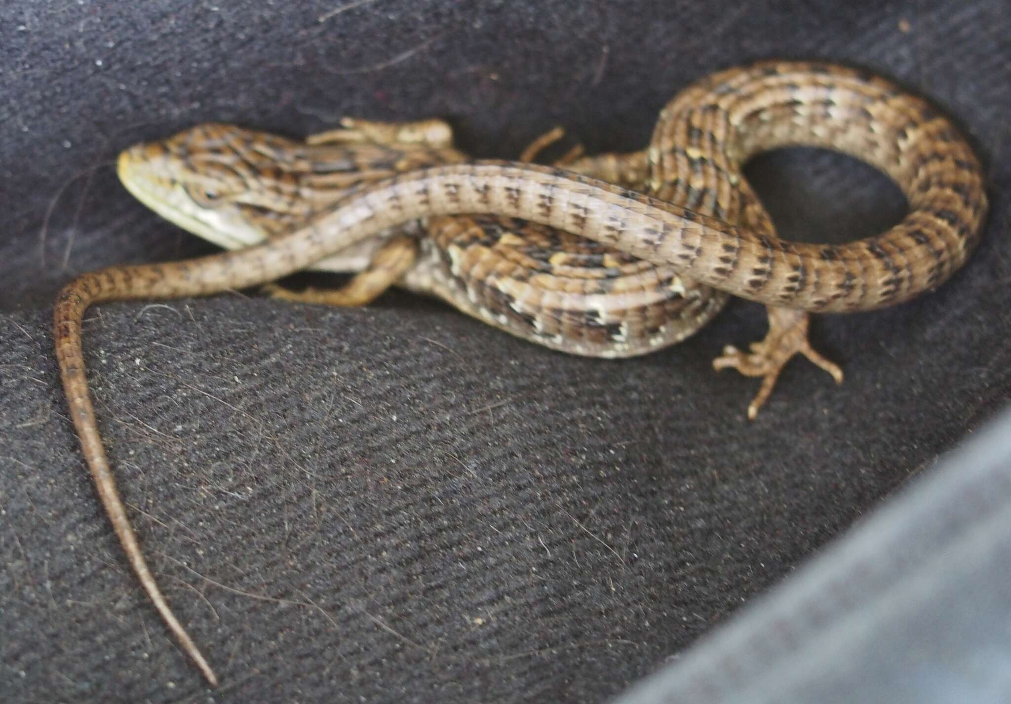 Image of Elgaria multicarinata multicarinata (Blainville 1835)