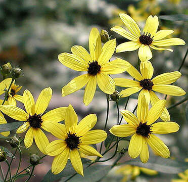 صورة Coreopsis tripteris L.