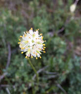 Image of western false asphodel