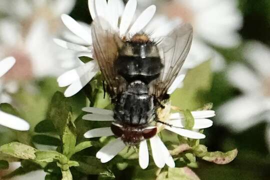 Sivun Belvosia unifasciata (Robineau-Desvoidy 1830) kuva