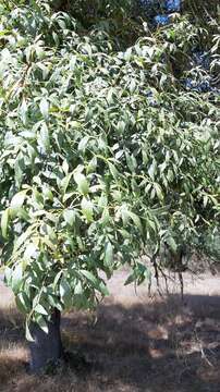 Image of Narrow-leafed Ash