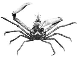Image of graceful decorator crab