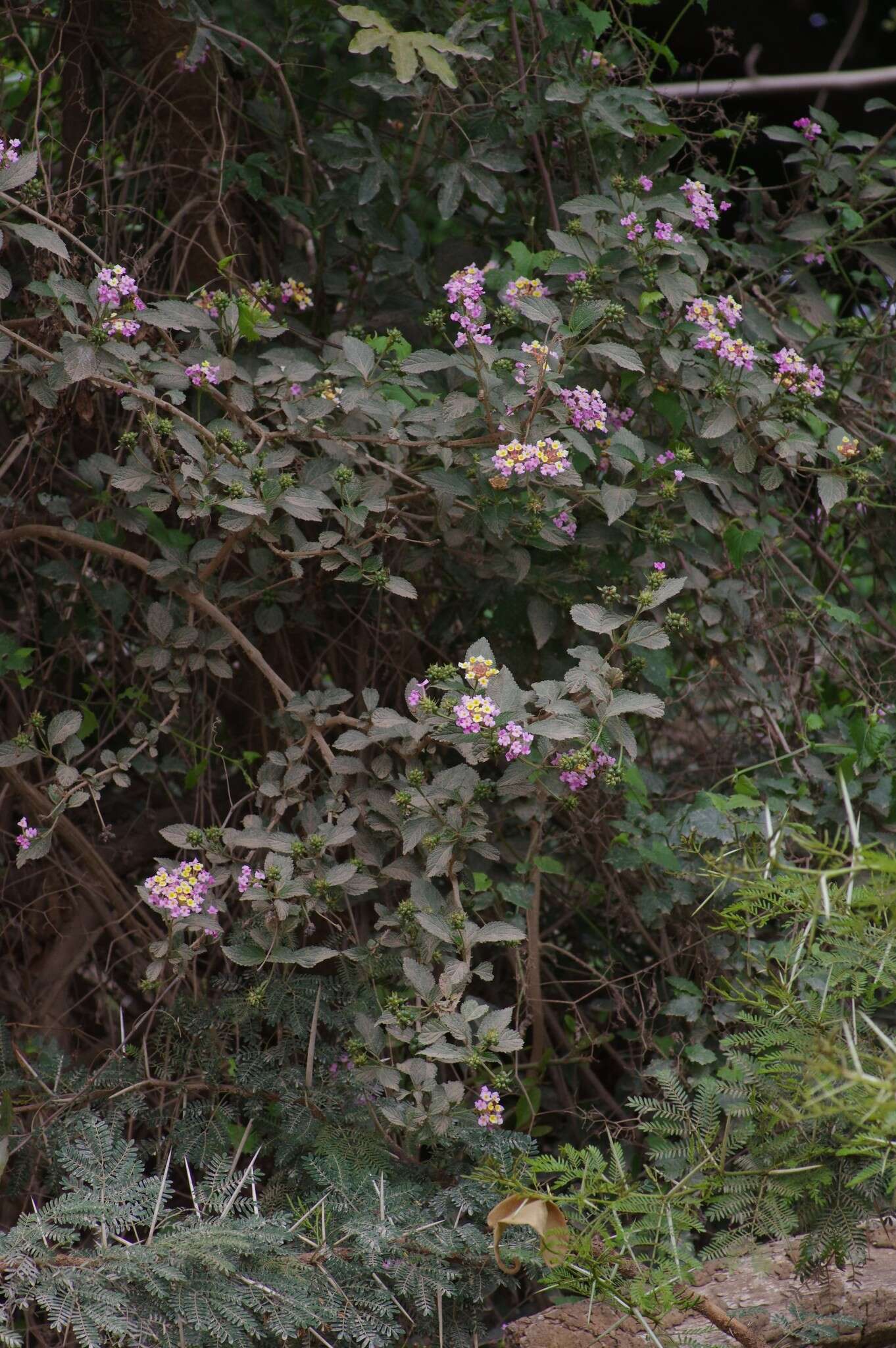 Image of Lantana camara subsp. aculeata (L.) R. W. Sanders