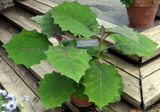 Image of naranjilla