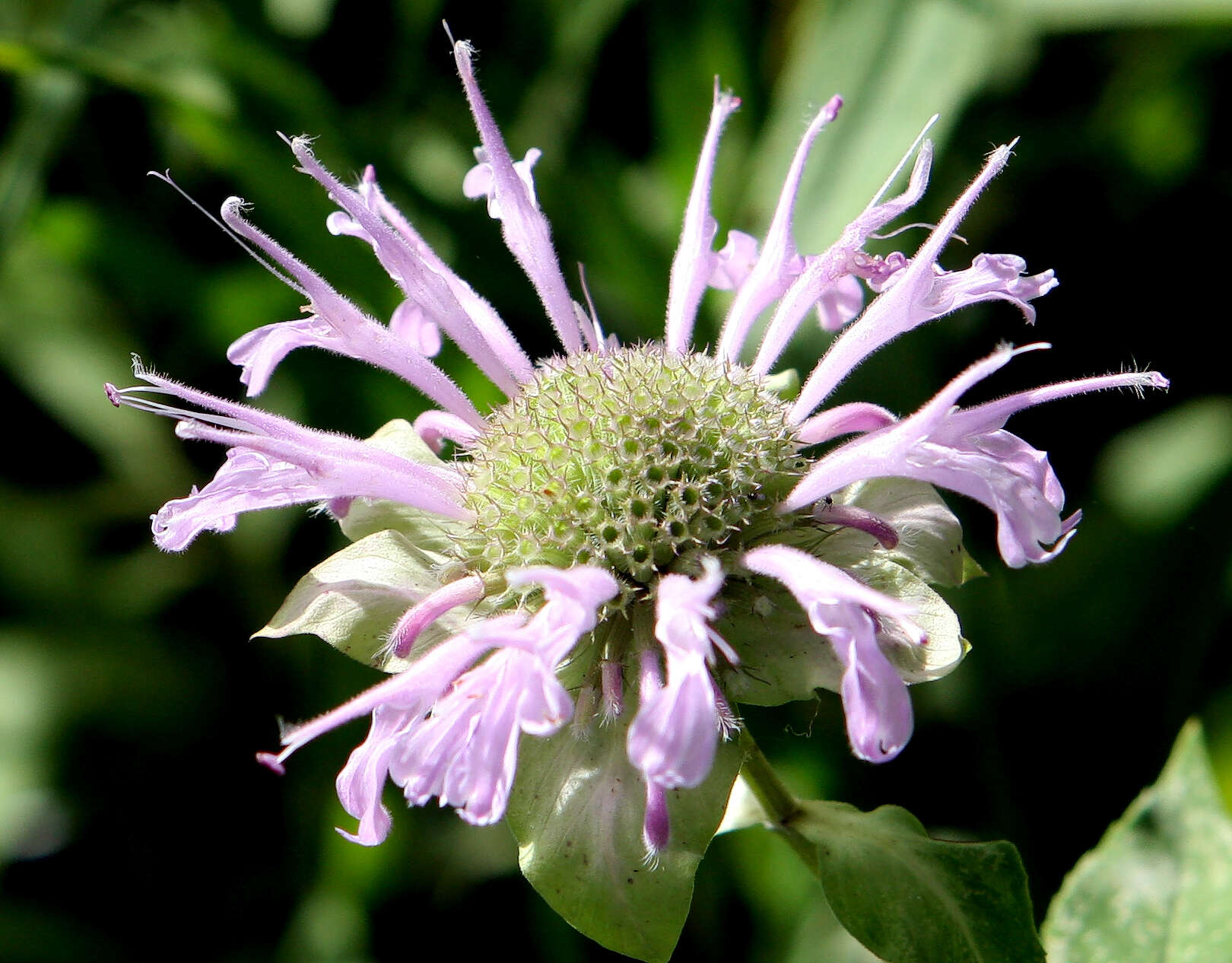 Image of wild bergamot