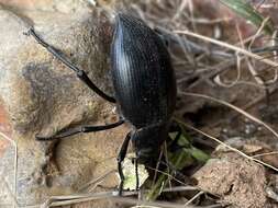 Imagem de Eleodes (Eleodes) spinipes ventricosa Le Conte 1858