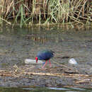 Image of African Swamphen