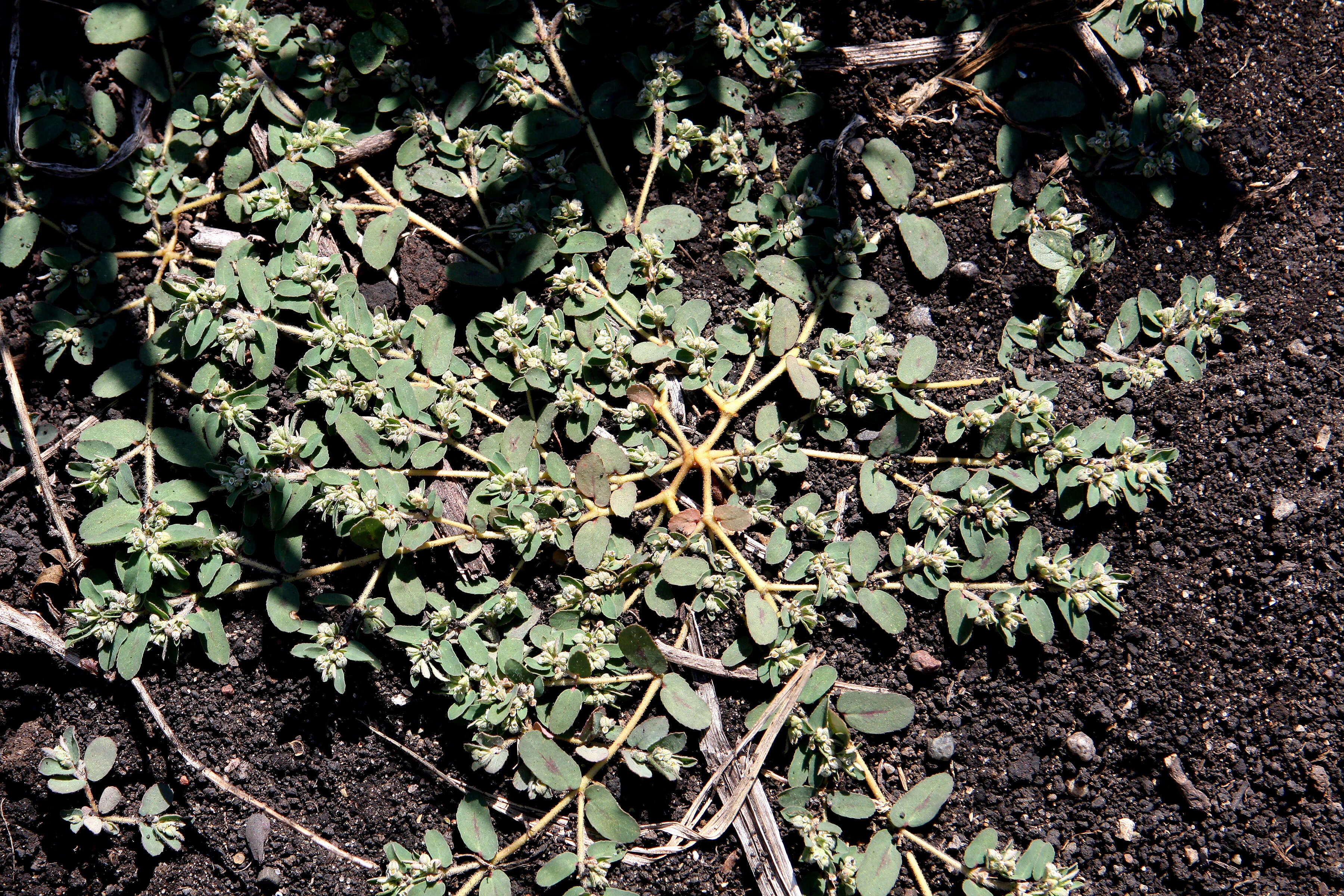 Image of Spotted Sandmat