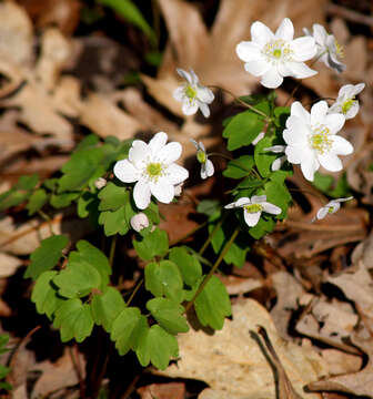 Image of Rue-Anemone