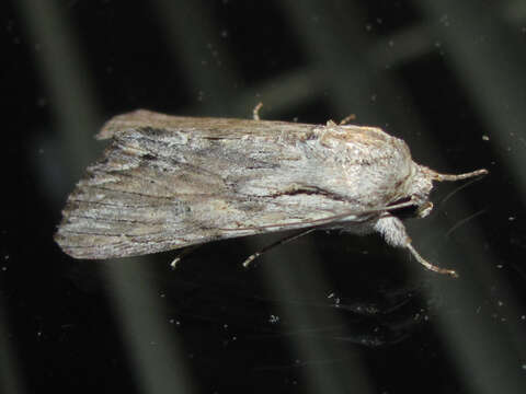 Image of Gray-streaked Armywom Moth