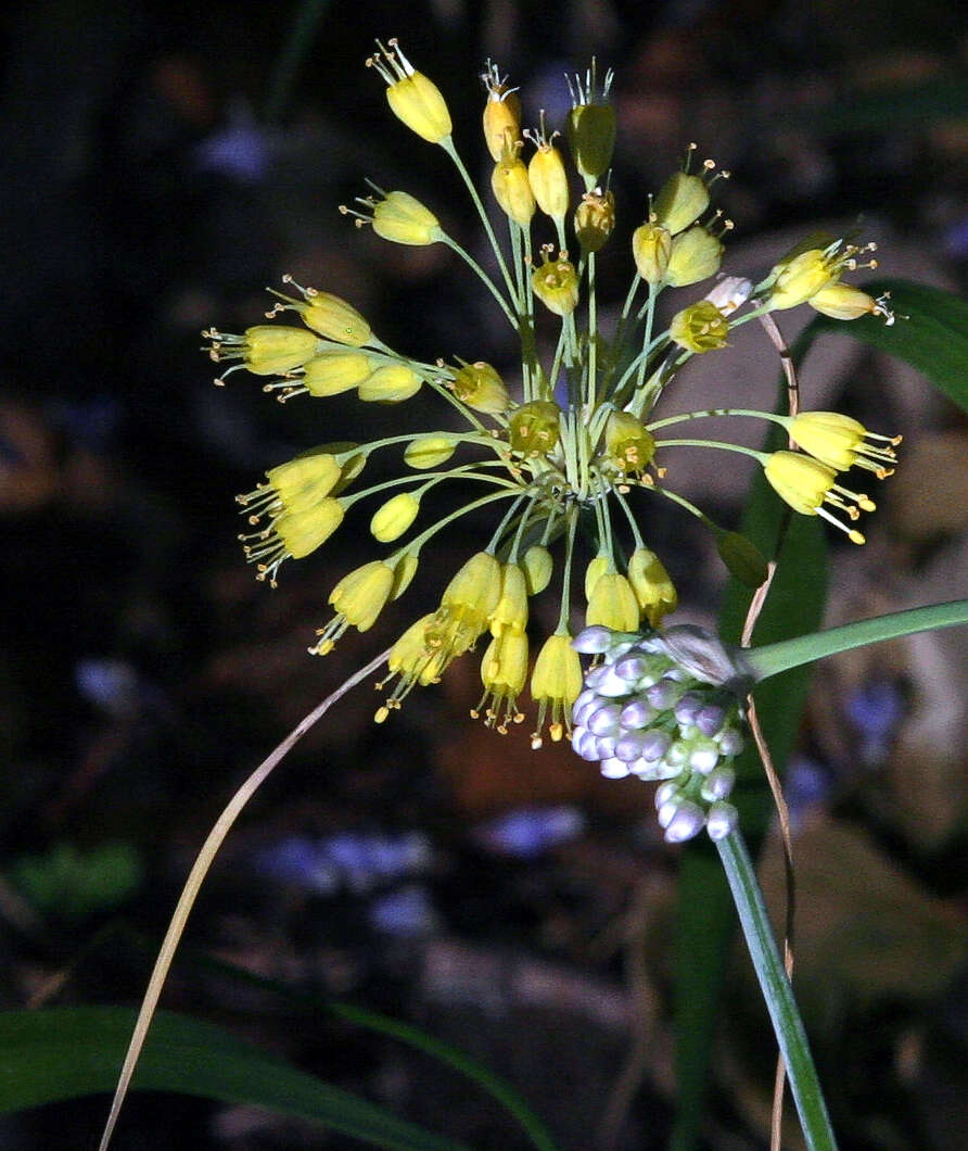 Image of Allium flavum L.