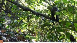 Image of Cercopithecus mitis monoides I. Geoffroy Saint-Hilaire 1841