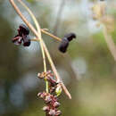 Imagem de Akebia trifoliata subsp. australis (Diels) Shimizu