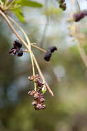 Imagem de Akebia trifoliata subsp. australis (Diels) Shimizu