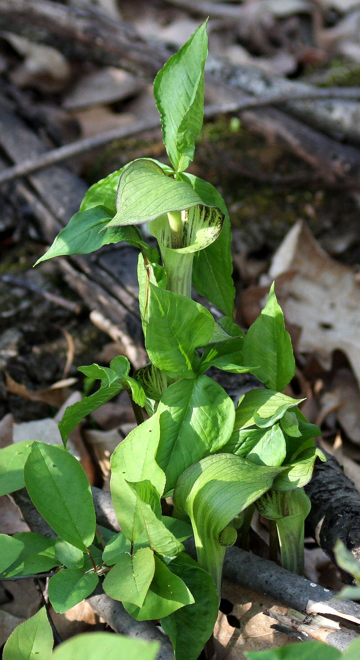 Слика од Arisaema triphyllum (L.) Schott