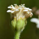 Image de Holocheilus brasiliensis (L.) Cabrera