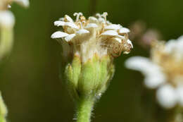 Imagem de Holocheilus brasiliensis (L.) Cabrera