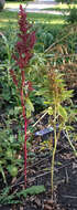 Amaranthus hybridus L. resmi