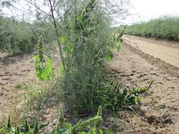 Image of redroot amaranth