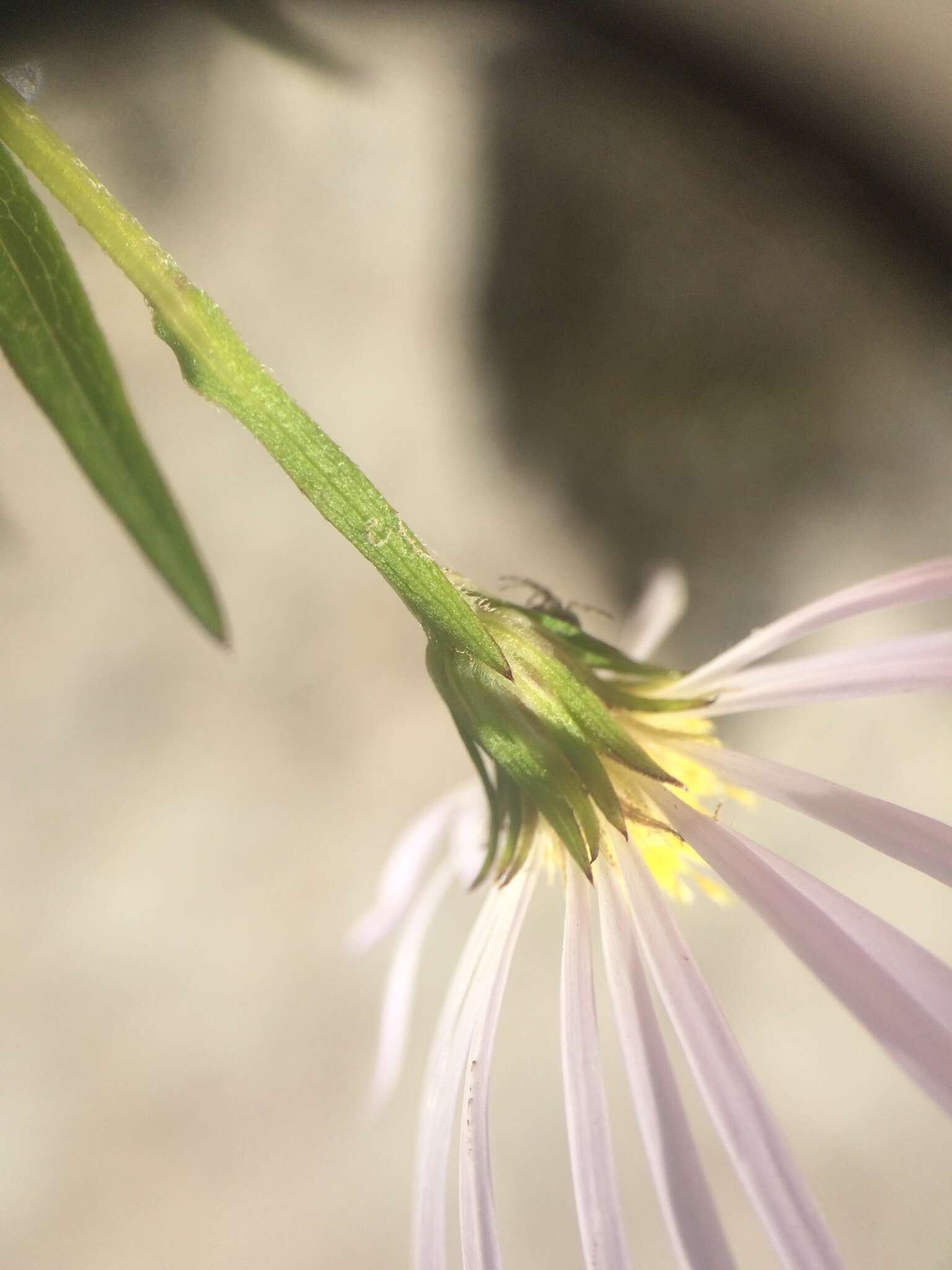 Image of <i>Symphyotrichum <i>novi-belgii</i></i> var. novi-belgii