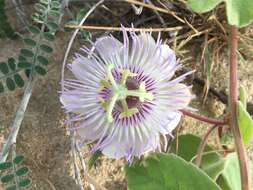 Imagem de Passiflora pentaschista