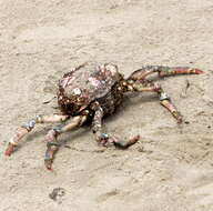 Image of Sheep crab