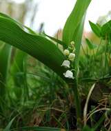 Image of convallaria