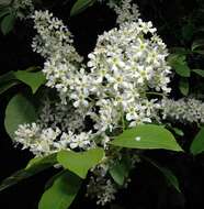 Image of Bird Cherry