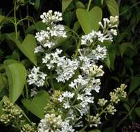 Image of Common Lilac