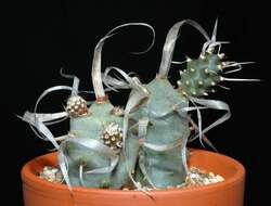 Image of Tephrocactus articulatus