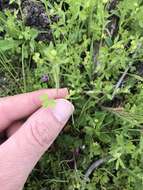 Image of delicate buttercup