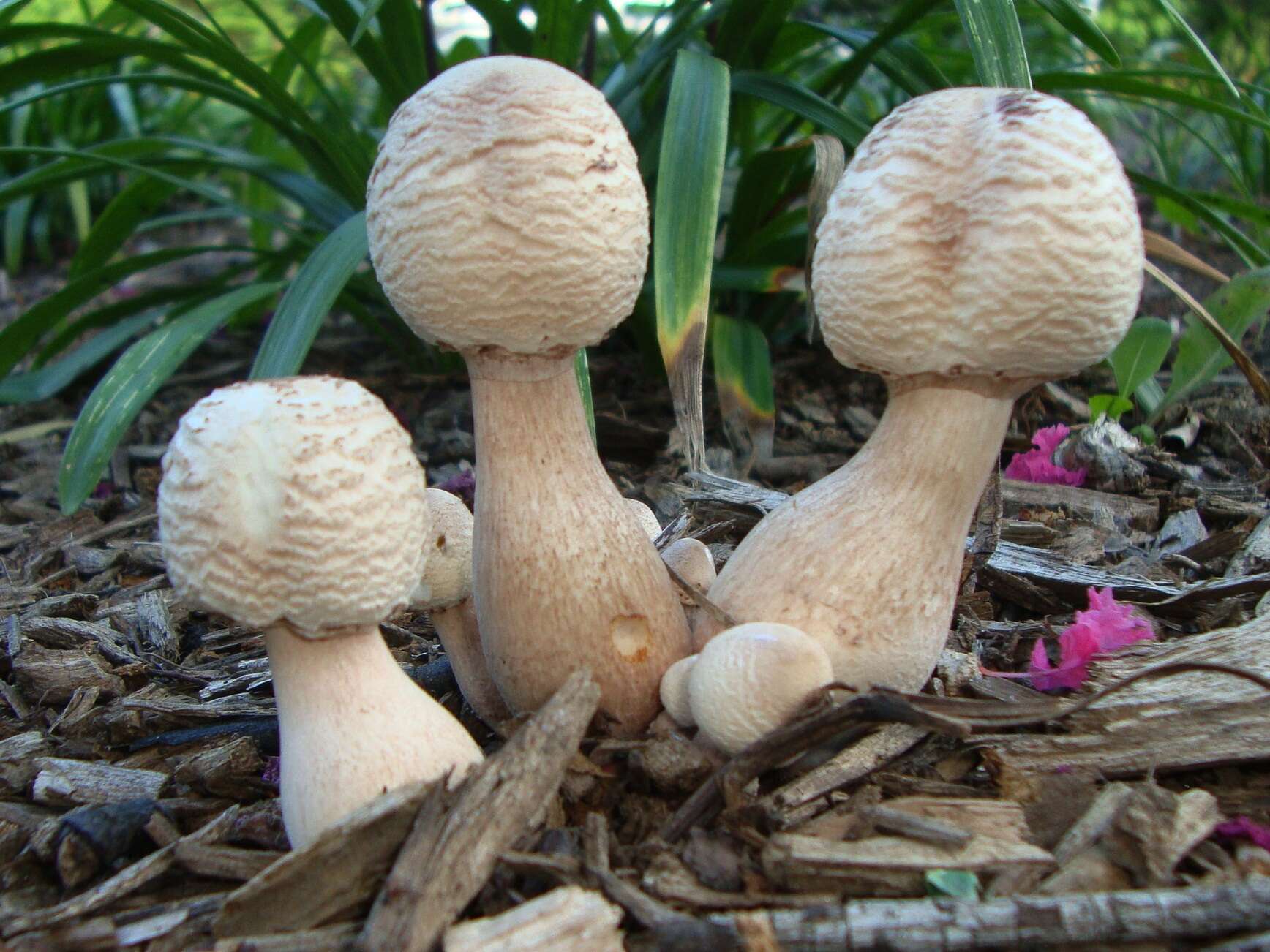 Image of Leucoagaricus americanus (Peck) Vellinga 2000