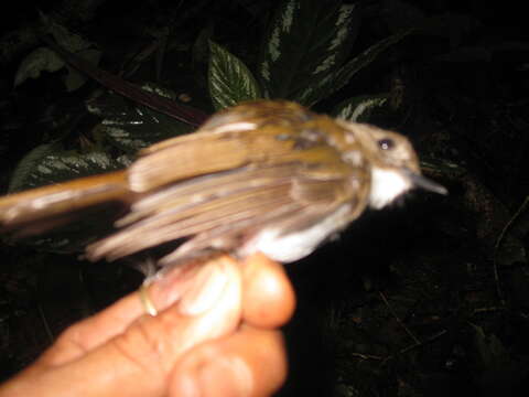 Image of Grey-chested Jungle Flycatcher