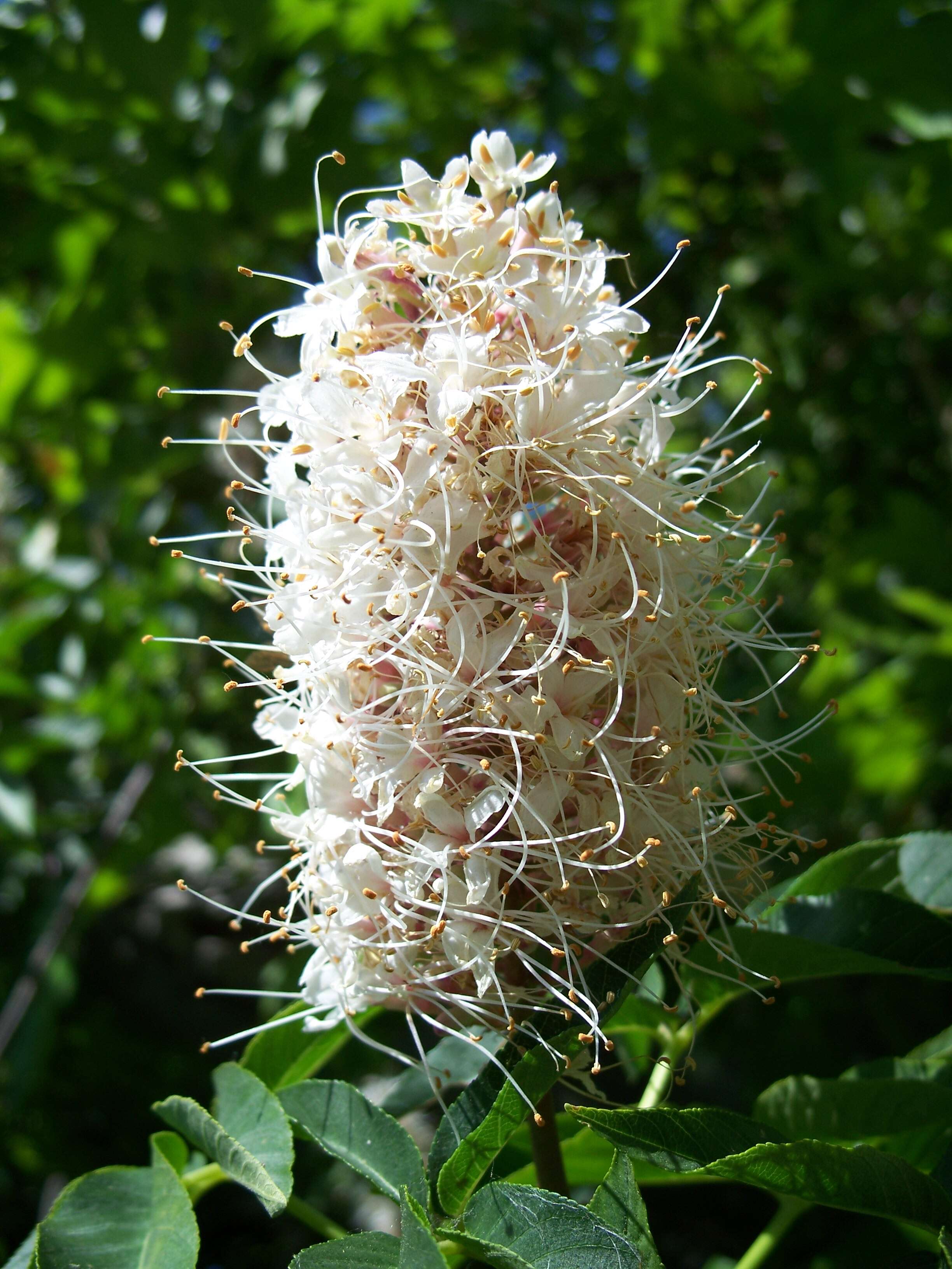 Image of California buckeye