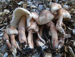 Image of Leucoagaricus americanus (Peck) Vellinga 2000