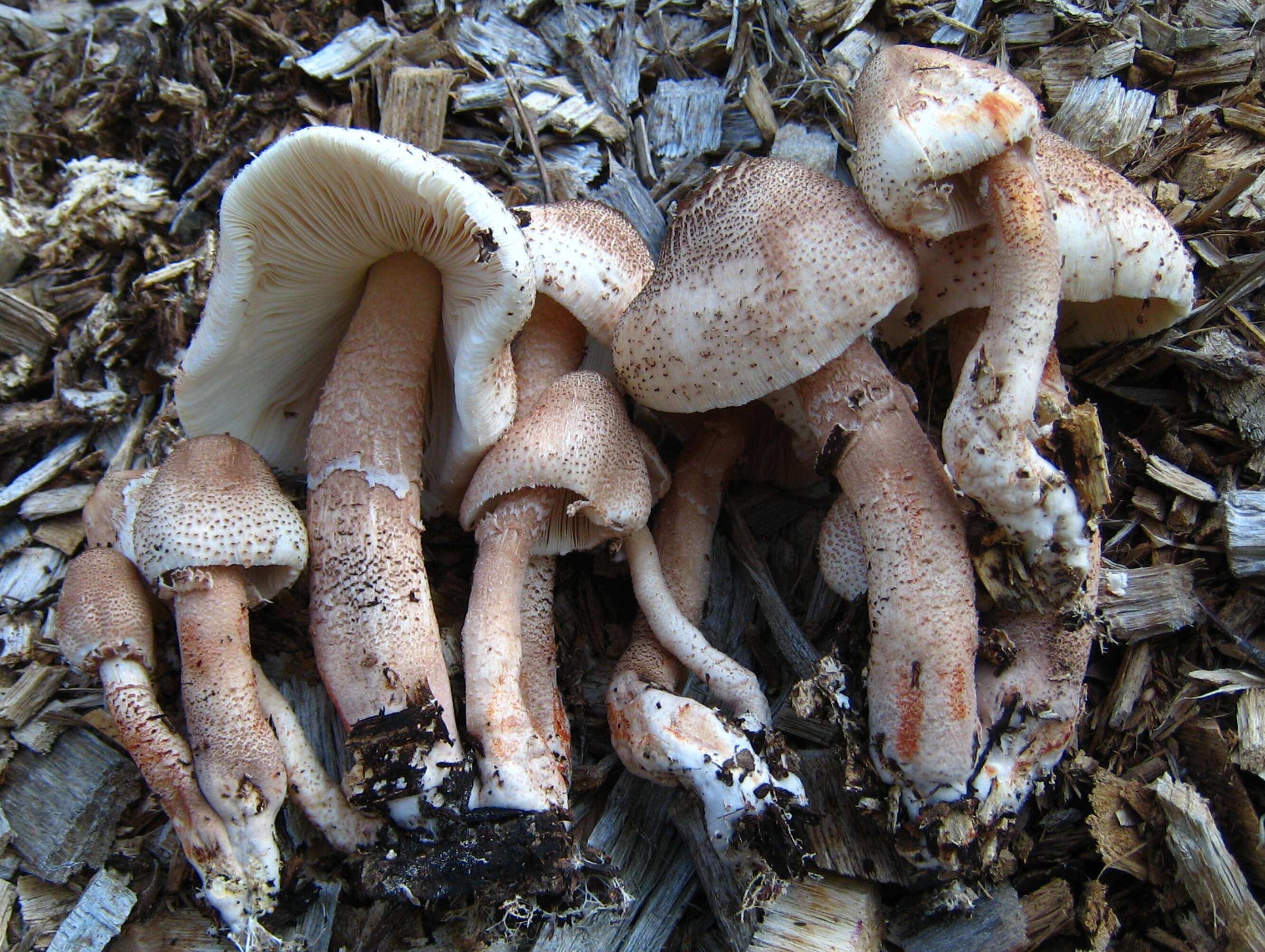 Image of Leucoagaricus americanus (Peck) Vellinga 2000