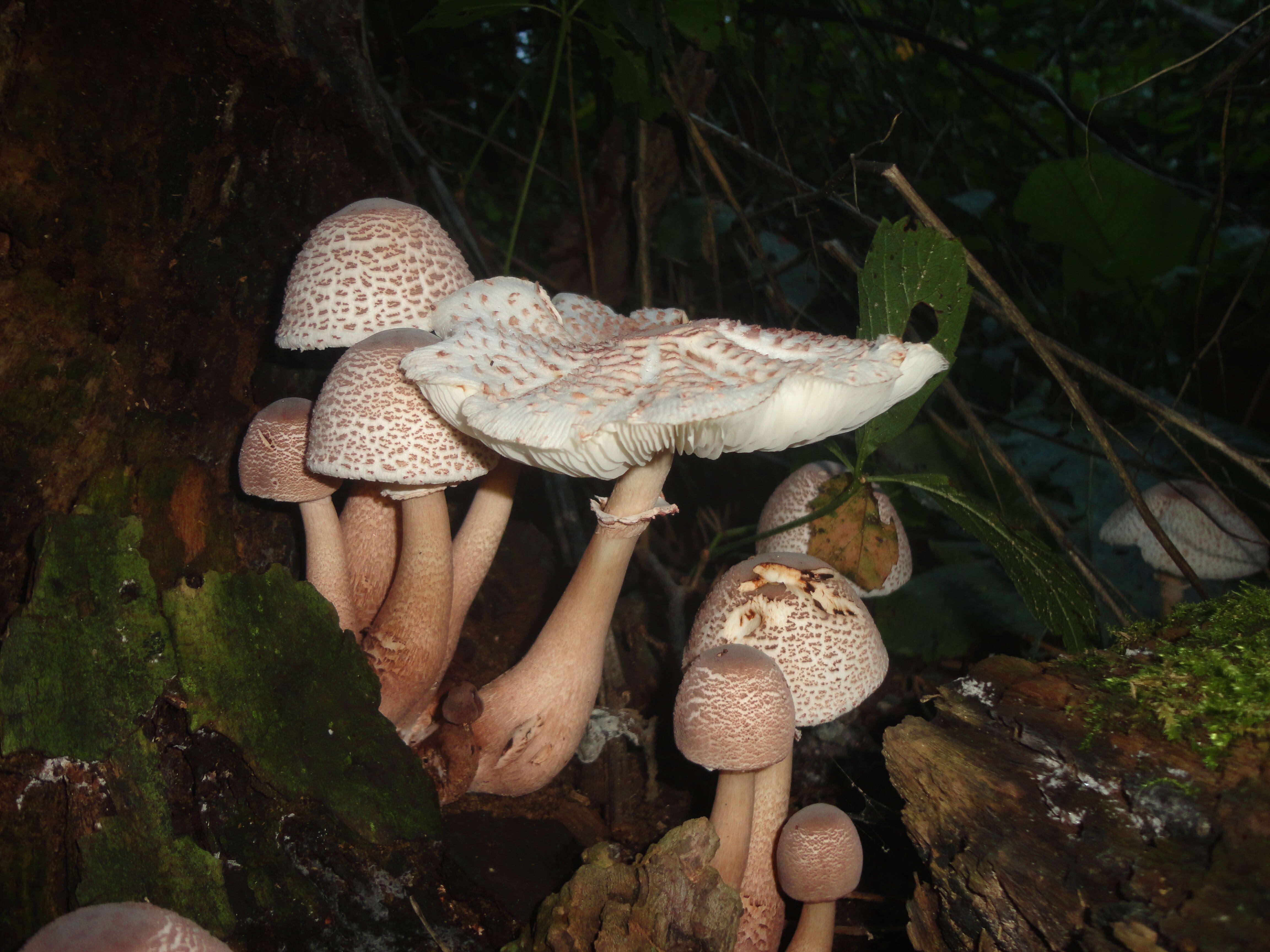 Image of Leucoagaricus americanus (Peck) Vellinga 2000